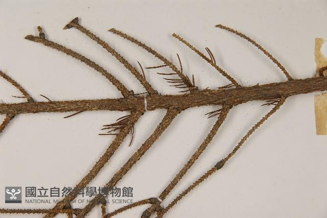 臺灣雲杉藏品圖，第5張