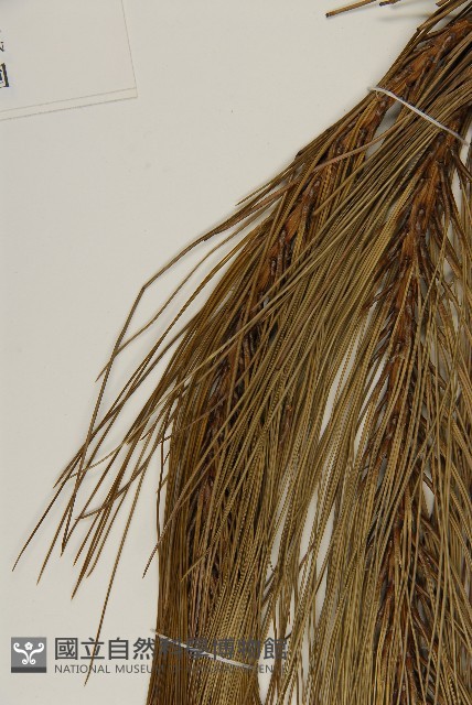 馬尾松藏品圖，第5張