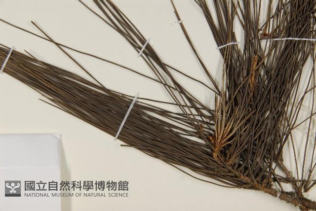 臺灣二葉松藏品圖，第4張