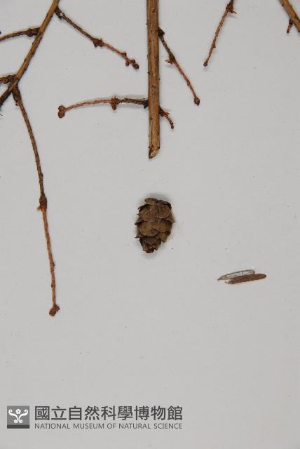 雲南鐵杉藏品圖，第5張