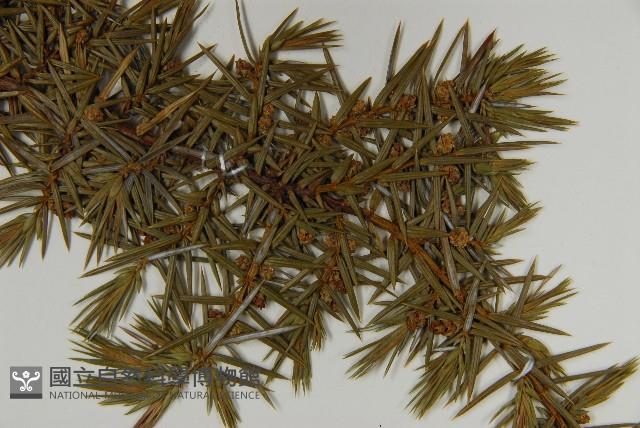 刺柏藏品圖，第5張