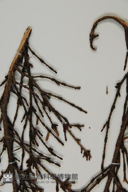 日本鐵杉藏品圖，第5張