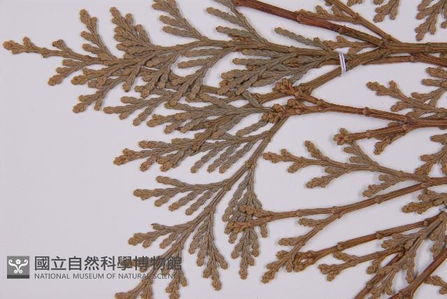 台灣肖楠藏品圖，第5張