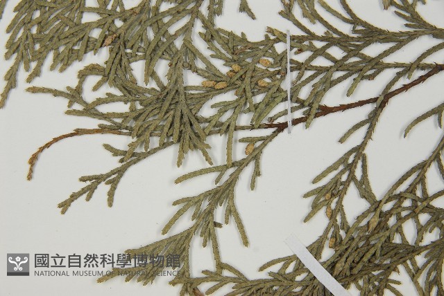 柏木、柏樹藏品圖，第5張