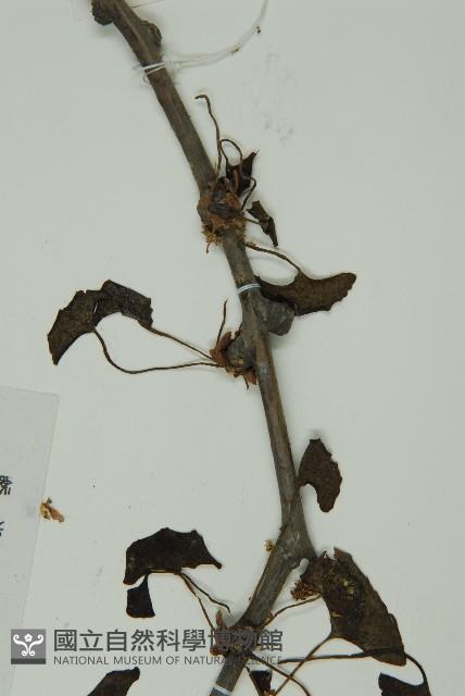 銀杏藏品圖，第5張