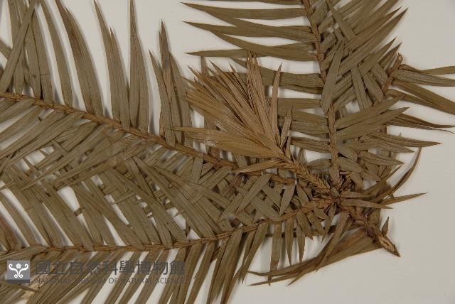 杉木藏品圖，第5張