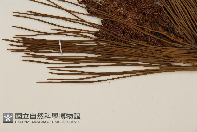 臺灣二葉松藏品圖，第4張