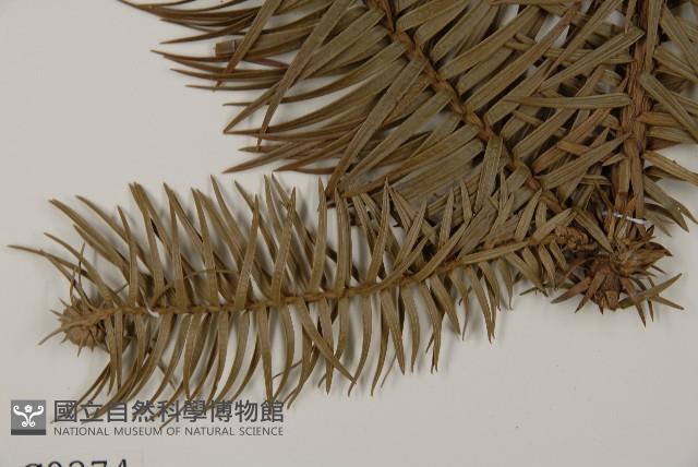 杉木藏品圖，第5張