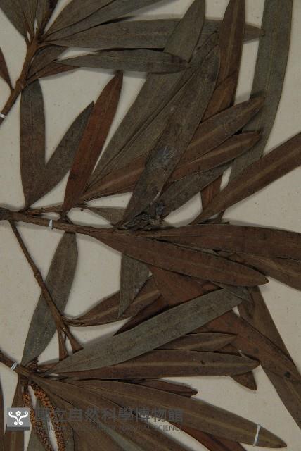 登錄號:G000774藏品圖，第5張