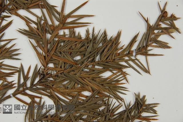 刺柏藏品圖，第5張