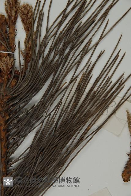 黑松藏品圖，第5張