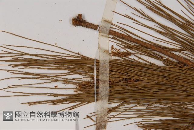 馬尾松藏品圖，第5張