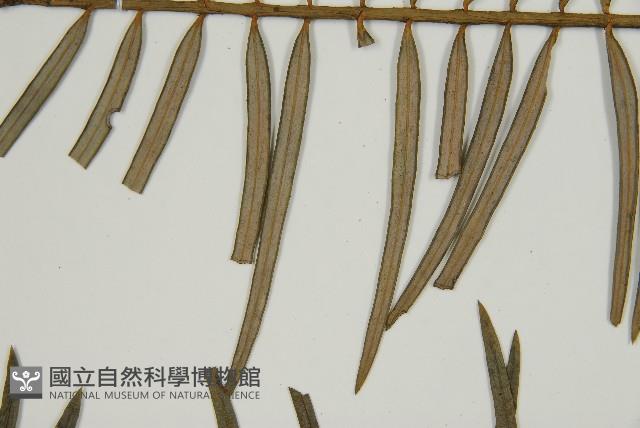 三尖杉藏品圖，第5張