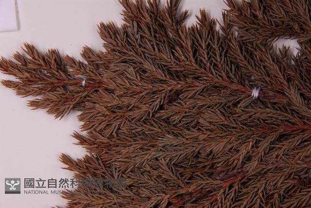 香青藏品圖，第5張