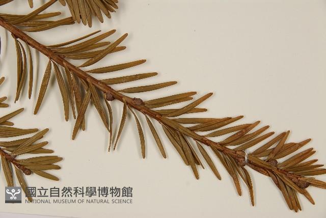 臺灣油杉藏品圖，第5張