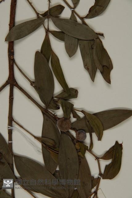 竹柏、南攻竹柏藏品圖，第5張