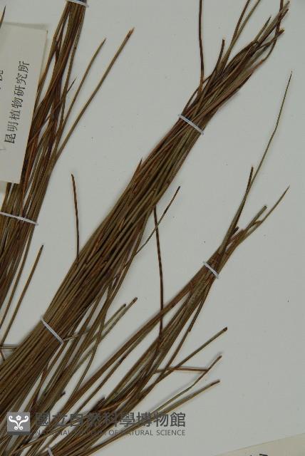 雲南松藏品圖，第5張