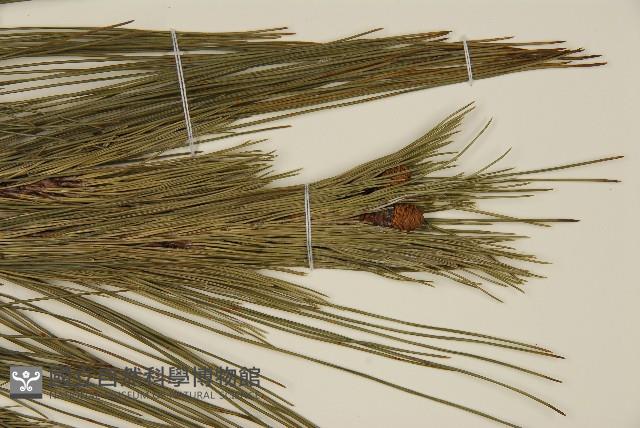 馬尾松藏品圖，第5張