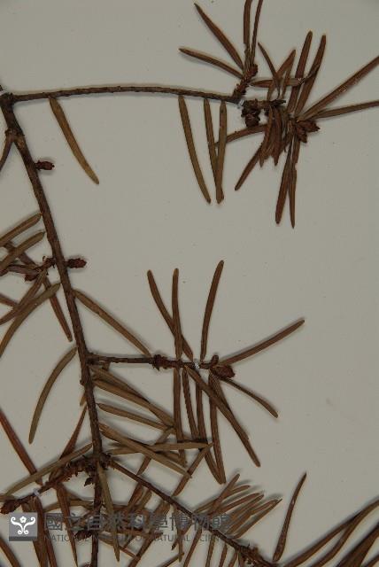 臺灣黃杉藏品圖，第4張