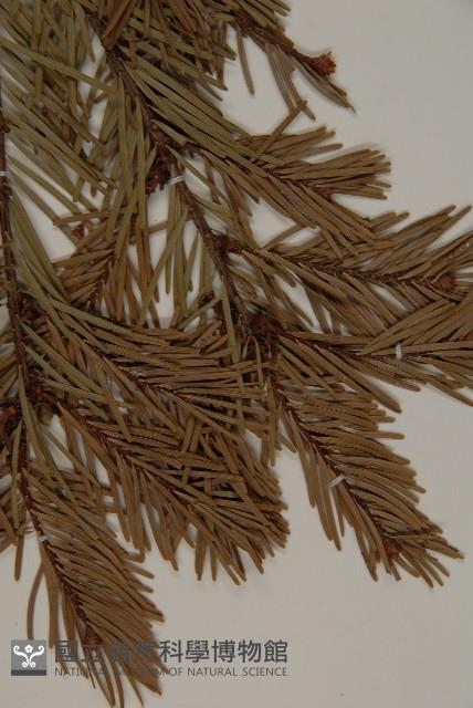 臺灣黃杉藏品圖，第4張