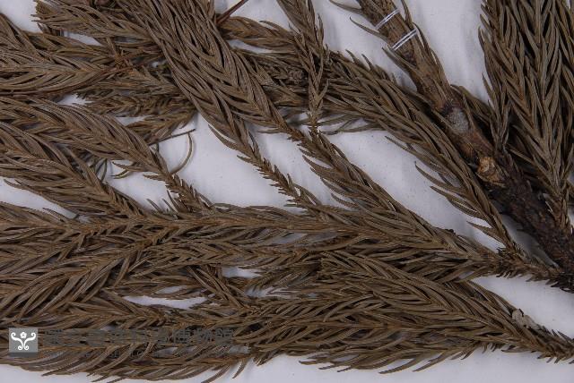 杉木藏品圖，第5張