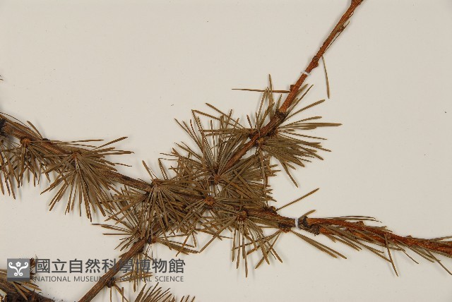 登錄號:G000804藏品圖，第5張