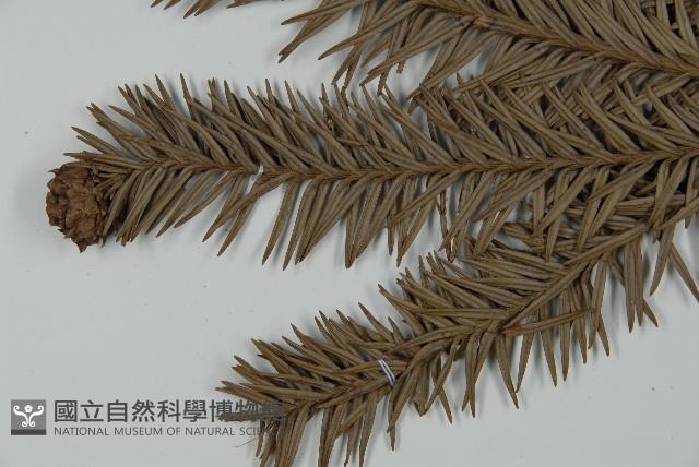 巒大杉、香杉藏品圖，第5張