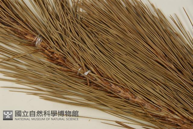 臺灣二葉松藏品圖，第4張