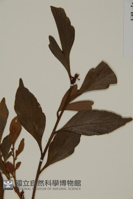 菲律賓羅漢松藏品圖，第5張