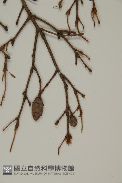 臺灣鐵杉藏品圖，第4張