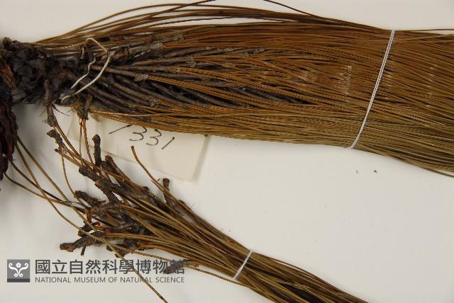 思茅松藏品圖，第5張