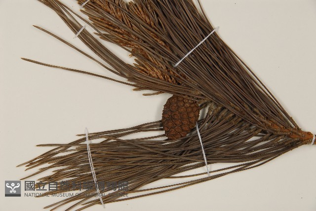 日本赤松藏品圖，第5張