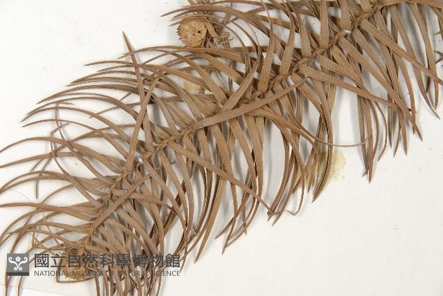 杉木藏品圖，第5張