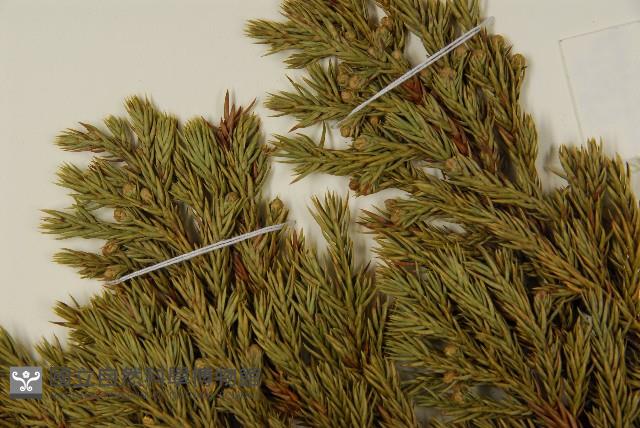 香青藏品圖，第5張