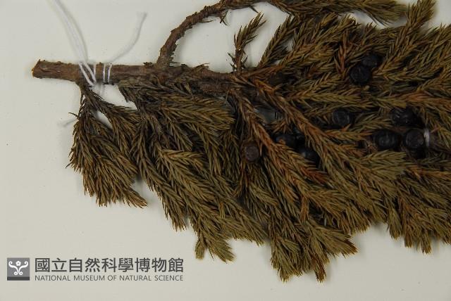 香青藏品圖，第5張