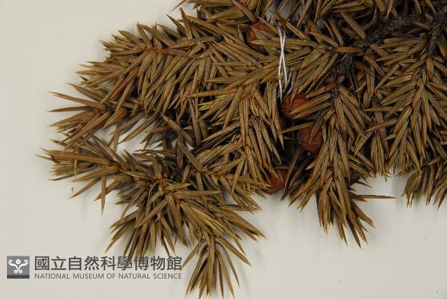 刺柏藏品圖，第5張