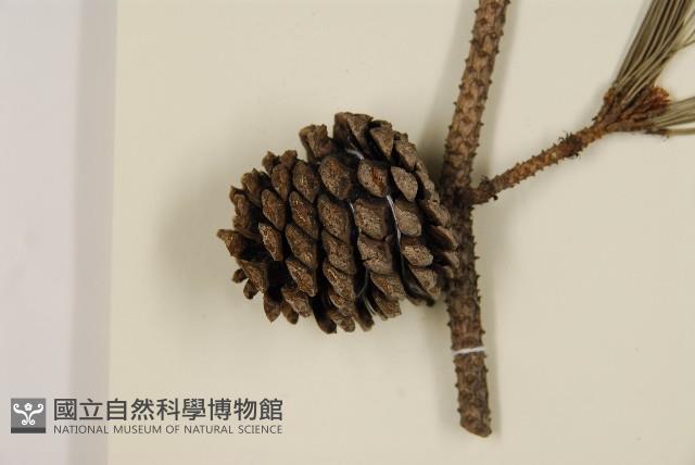臺灣二葉松藏品圖，第4張