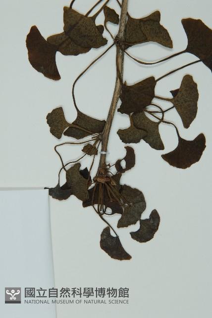 銀杏藏品圖，第5張