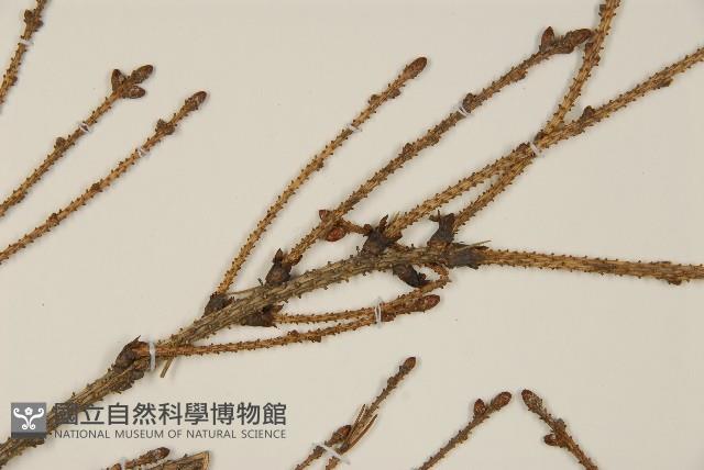 臺灣雲杉藏品圖，第5張