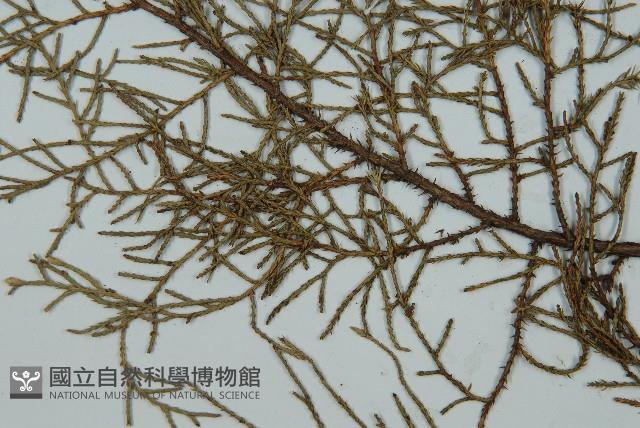 方枝柏藏品圖，第5張