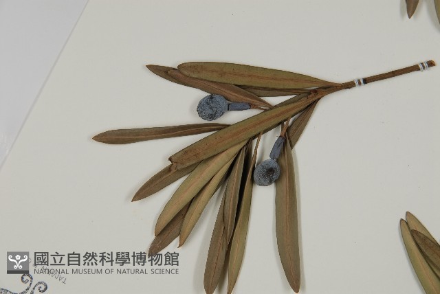 大葉羅漢松藏品圖，第5張