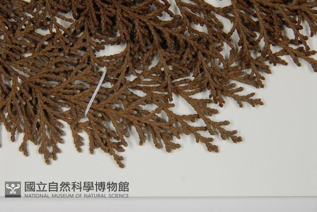 臺灣扁柏藏品圖，第5張