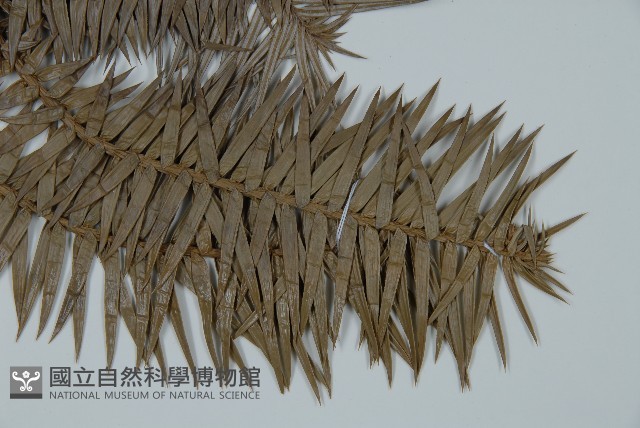 杉木藏品圖，第5張