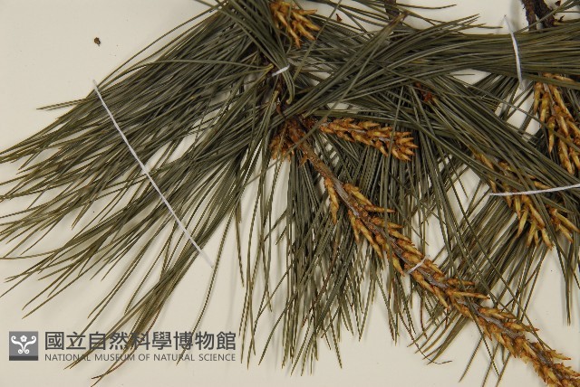 臺灣華山松藏品圖，第5張