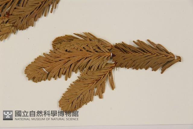 臺灣冷杉藏品圖，第5張