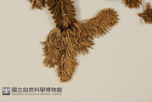 臺灣冷杉藏品圖，第5張