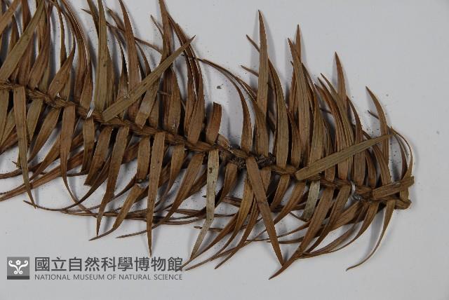 杉木藏品圖，第5張