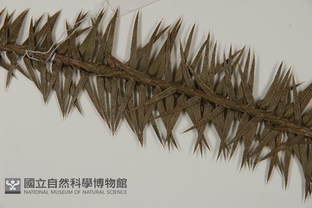 杉木藏品圖，第5張