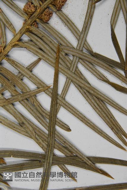 高山三尖杉藏品圖，第5張