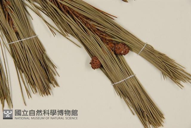 臺灣二葉松藏品圖，第4張